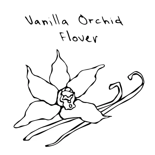 Vanilla Pods or Sticks and Vanilla Orchid Flower. Vector Illustration Isolated On a White Background. Realistic Hand Drawn Doodle Style Sketch. — Stock Vector