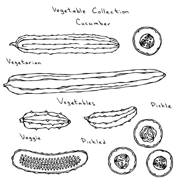 Gurkenvektorillustration Set lange englische Scheiben schneiden, einlegen, Gurken, Gurken, Gurken, burpless, runde Scheiben, die Hälfte der Gurke mit Samen. frisches grünes Gemüse. Vegetarische Küche. Savoyar-Doodle-Stil. — Stockvektor