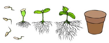 Mikrop ve tohumlar Filiz yere kökleri ile vektör çizimi. Fide, ateş, fidan bitki Bahçe. Ağaçlar, çiçekler, sebze büyüyen. Beyaz izole. Elle çizilmiş. Savoyar Doodle stili.