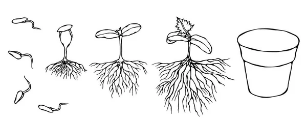 Vectorillustratie van kiem en zaden Sprout met wortels in de grond. Zaailing, Shoot, plantgoed tuinieren Plant. Bomen, bloemen, groenten groeien. Geïsoleerd op wit. Hand getrokken. Savoyar Doodle stijl. — Stockvector