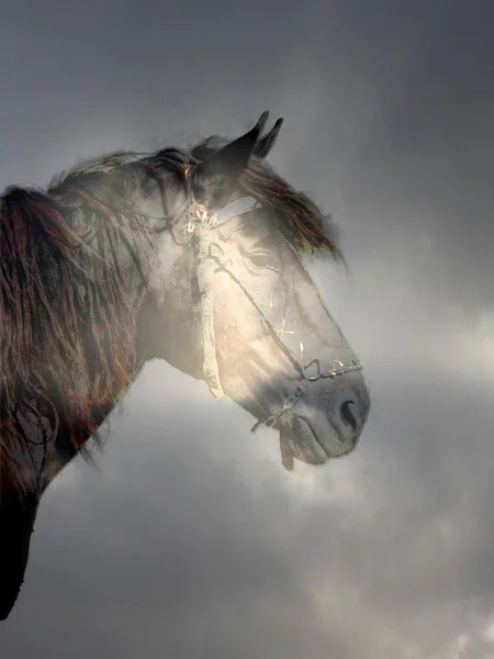 Caballo en el bosque mágico —  Fotos de Stock