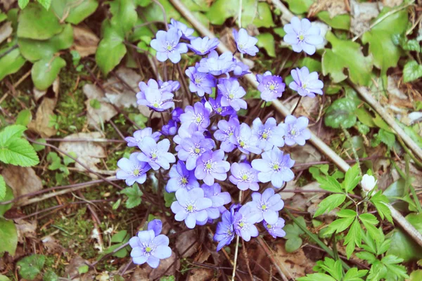 Фиолетовый лесной цветок Hepatica nobilis — стоковое фото