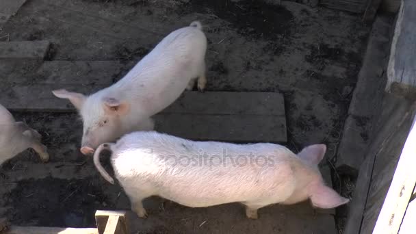 可爱小毛茸茸猪在牧场上，望着镜头。选择性的焦点，温暖的色调. — 图库视频影像