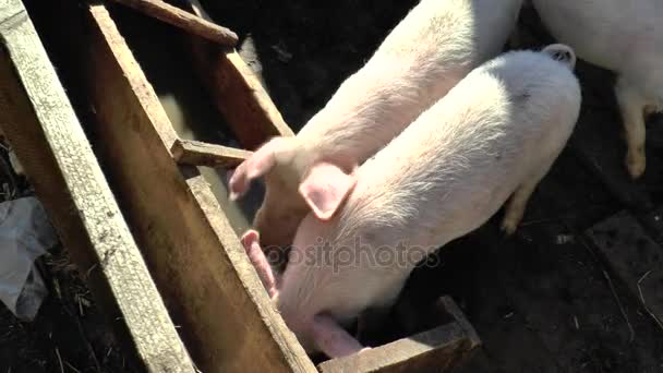 Мила молода пухнаста свиня на пасовищі, дивлячись в бік камери. Вибірковий фокус, тепліший тон . — стокове відео