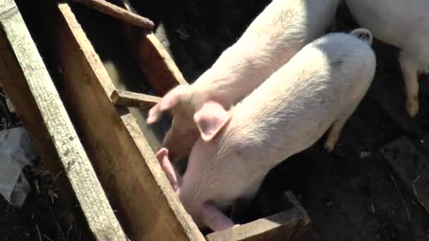 Joli jeune cochon à fourrure sur le pâturage, regardant vers la caméra. Mise au point sélective, tonalité plus chaude . — Video