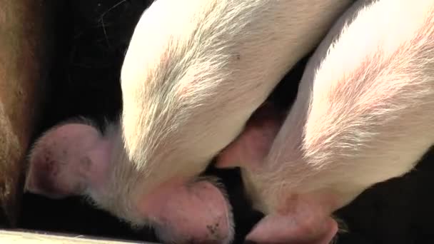 Cute young furry pig on the pasture, looking towards the camera. Selective focus, warmer tone. — Stock Footage Cute young furry pig on the pasture, looking towards the camera. Selective focus, warmer tone. Stock Video