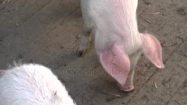 Милая пушистая свинья на пастбище, смотрит в камеру. Выборочный фокус, более теплый тон . — стоковое видео