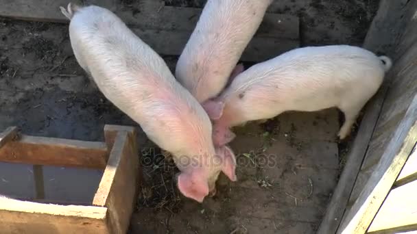 Carino giovane maiale peloso sul pascolo, guardando verso la fotocamera. Focus selettivo, tono più caldo . — Video Stock