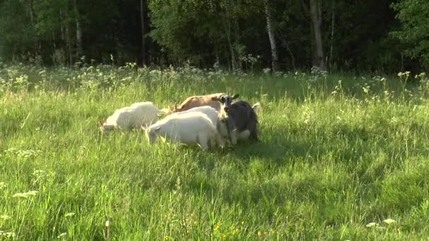 Beyaz Keçi otlatma alanı. Zincirdeki küçük keçi. Anne keçi keçi, iki keçi ile. — Stok video