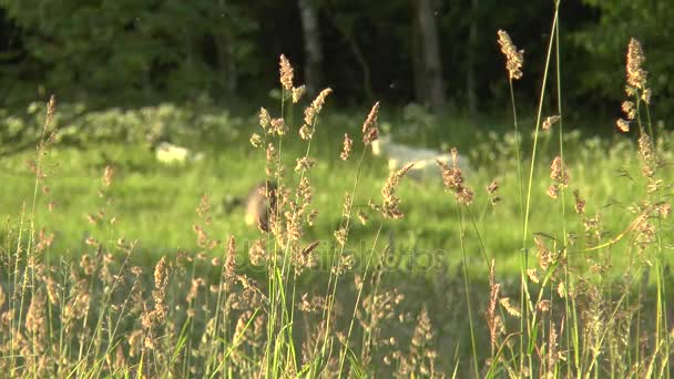 White goat grazing in the field. Little goat on the chain.Mother goat with goat, two goats. — Stock Video