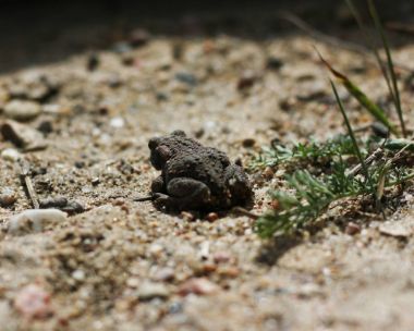 Uzun kuru sarı çim Juvenil kurbağa kurbağa ortak kurbağa Bufo bufo takip ediyor. 