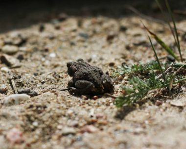 Juvenile Toad in long dry yellow grass stalks Toad Common Toad Bufo bufo  clipart
