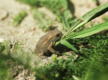 Uzun kuru sarı çim Juvenil kurbağa kurbağa ortak kurbağa Bufo bufo takip ediyor. 