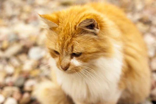 빨간 고양이, 야외, 근접 — 스톡 사진