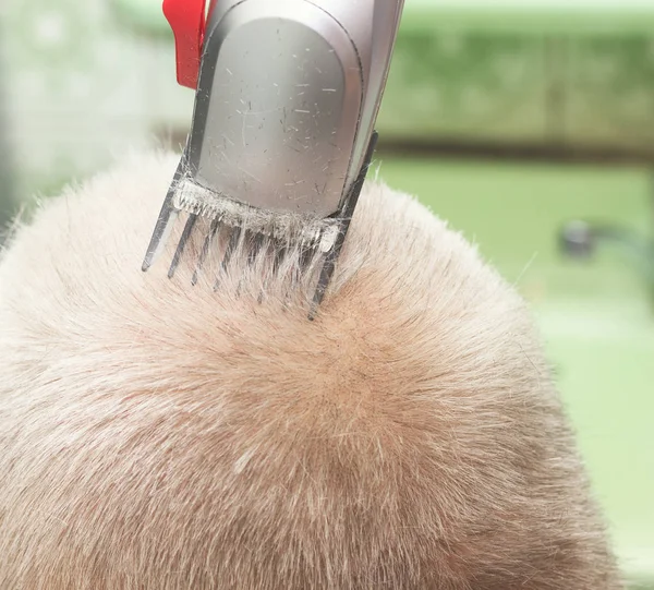 Człowiek dostaje się ostrzyc w fryzjera. Salon fryzjerski cięcia włosów klienta w salonie. Podeszłym wieku włos zbliżenie. — Zdjęcie stockowe