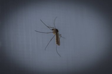 Evin penceresi. Camda kan içen bir sivrisinek oturuyor. Gözetleme var. yakın plan.