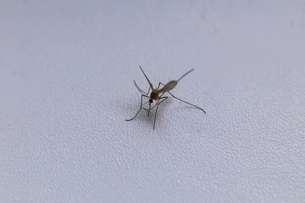 On a white windowsill sits a mosquito that drinks blood. close-up. — Stock Photo, Image