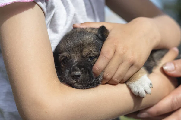 Little girl holding a little puppy in her arms. close-up. — Stock Photo, Image