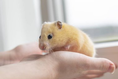 Yakın plan. Sarı hamster çevikliği el ele yürür. Rengi var. Doğal ışıklandırma