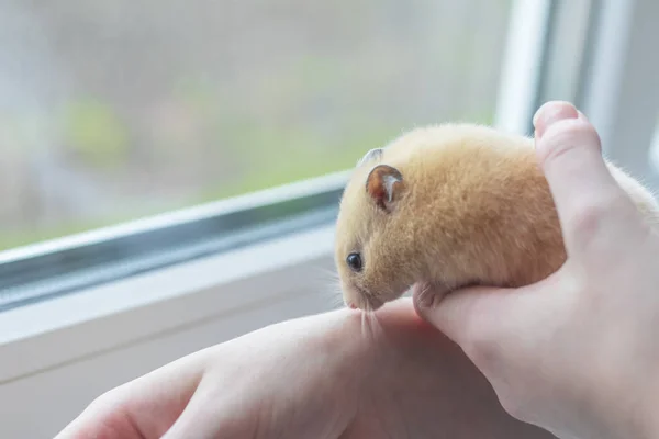 Close-up. yellow hamster agility runs hand in hand. there is a tint. natural lighting — 스톡 사진