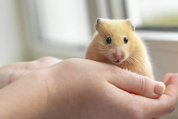 Close-up. gele hamster behendigheid loopt hand in hand. Er is een tint. natuurlijke verlichting — Stockfoto