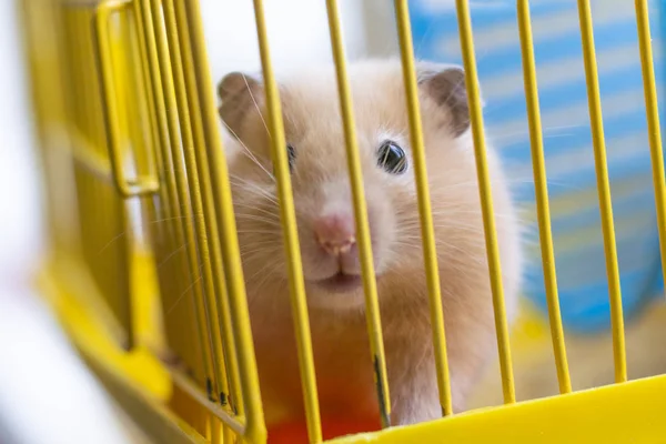Violence over animals. Keeping the animal in captivity. The yellow cage in her hamster. Shallow depth of field. — 스톡 사진