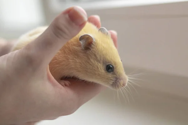 Close-up. yellow hamster agility runs hand in hand. there is a tint. natural lighting — Stock Photo, Image