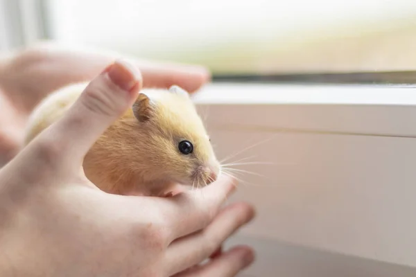 Close-up. yellow hamster agility runs hand in hand. there is a tint. natural lighting — 스톡 사진