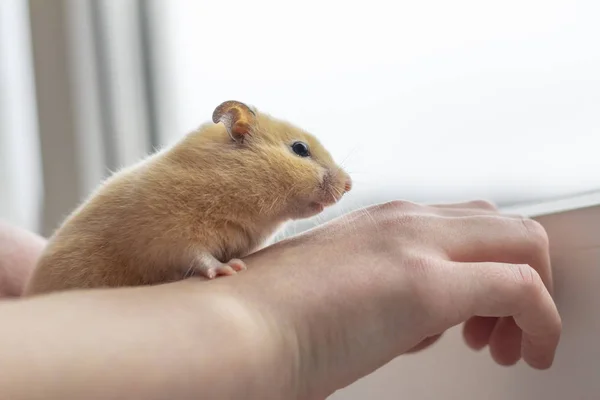 Close-up. gele hamster behendigheid loopt hand in hand. Er is een tint. natuurlijke verlichting — Stockfoto