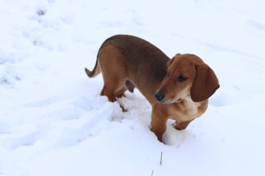 Evcil hayvan dachshund. Kış, kar, yakın çekim. Dışarı çık, tatlım.