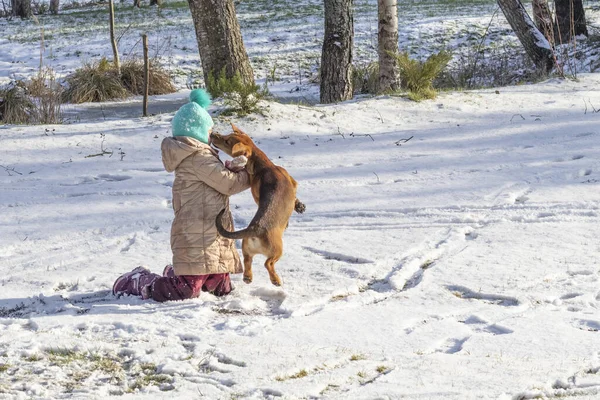 Dziewczyna w zimie w parku bawi się z psem na ulicy. Rasa jest jamnikiem. — Zdjęcie stockowe