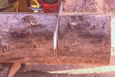 man sawing a big tree with a chainsaw. Sawdust. Close-up