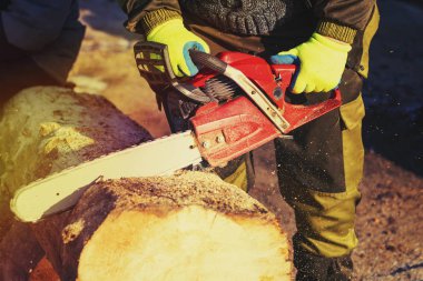 man sawing a big tree with a chainsaw. Sawdust. Close-up