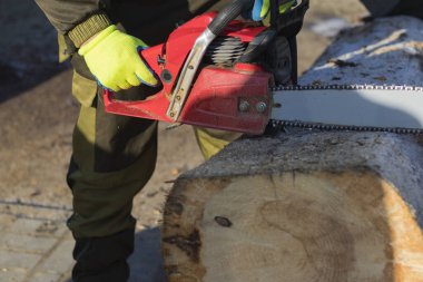 man sawing a big tree with a chainsaw. Sawdust. Close-up