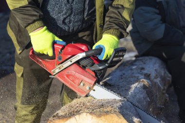 man sawing a big tree with a chainsaw. Sawdust. Close-up