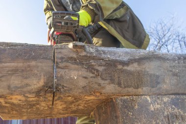 man sawing a big tree with a chainsaw. Sawdust. Close-up