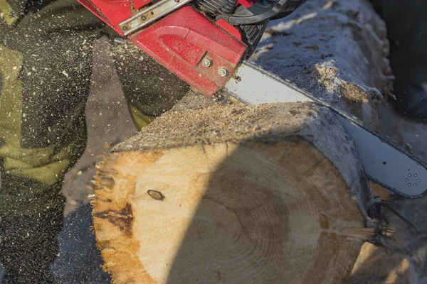 Hombre aserrando un gran árbol con una motosierra. Aserrín. Primer plano — Foto de Stock