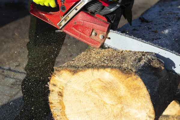 Hombre aserrando un gran árbol con una motosierra. Aserrín. Primer plano — Foto de Stock