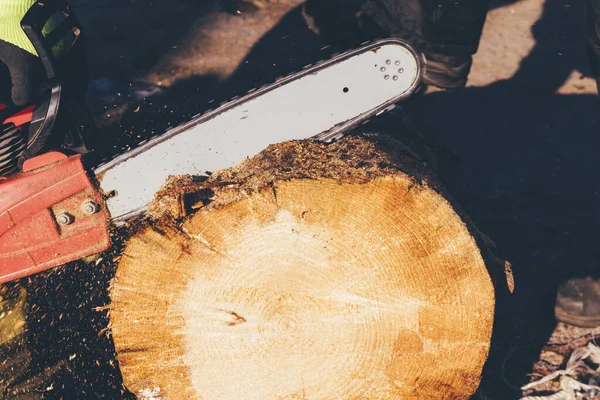 Mann sägt mit Kettensäge an großen Baum Sägemehl. Nahaufnahme — Stockfoto
