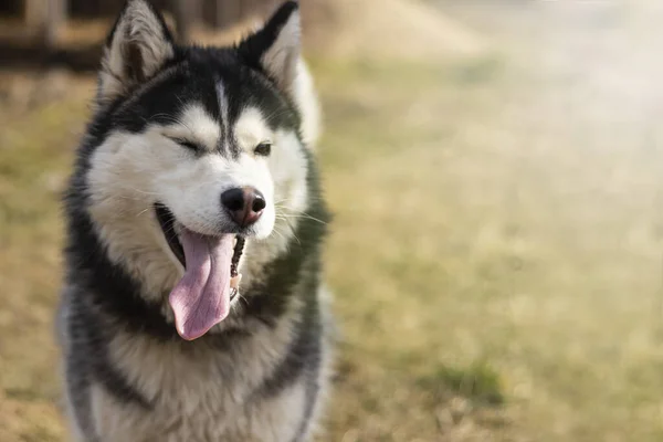Daglicht Husky Hond Met Veelkleurige Ogen Een Vlam — Stockfoto