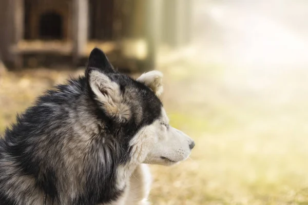 Daylight Husky Dog Multi Colored Eyes Flare — Stock Photo, Image
