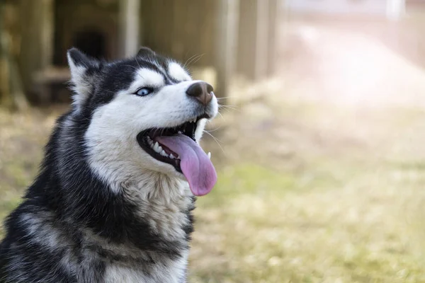 Luz Del Día Perro Husky Con Ojos Multicolores Hay Una — Foto de Stock