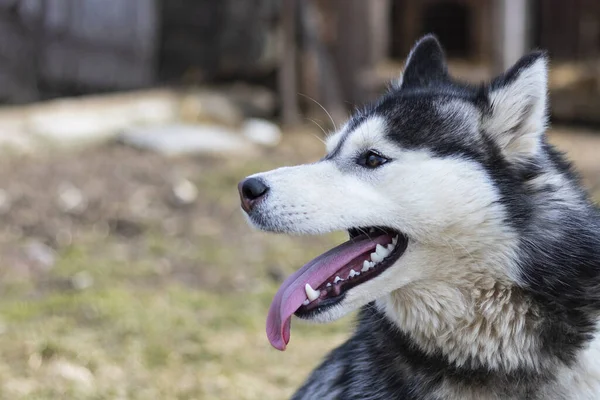 Μέρα Χάσκι Σκυλί Πολύχρωμα Μάτια Στόμα Είναι Ανοιχτό Και Γλώσσα — Φωτογραφία Αρχείου