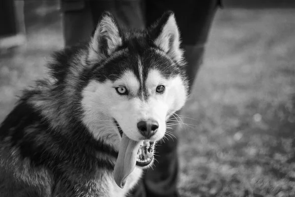 Daglicht Husky Hond Met Veelkleurige Ogen Hij Wil Spelen Mond — Stockfoto