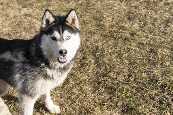 昼間だ 馬鹿な犬 多色の目で 彼は遊びたがってる 口が開いていて 舌が見える フレアがあります — ストック写真