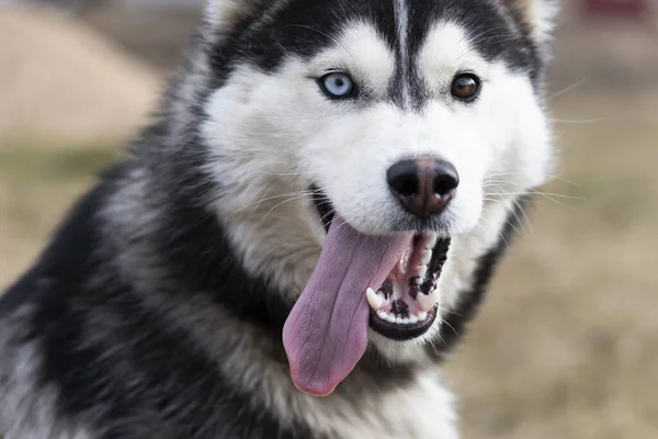 Luz Dia Cão Husky Com Olhos Multicoloridos Boca Está Aberta — Fotografia de Stock