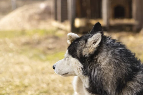 Daglicht Husky Hond Met Veelkleurige Ogen Een Vlam — Stockfoto