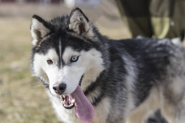 Luce Del Giorno Cane Muscoloso Con Occhi Multicolori Bocca Aperta — Foto Stock