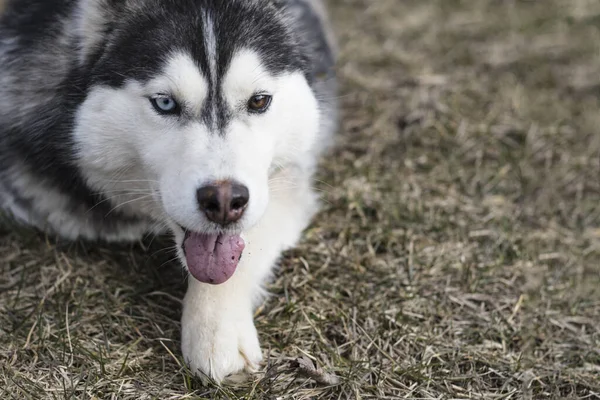 Μέρα Χάσκι Σκυλί Πολύχρωμα Μάτια Θέλει Παίξει Στόμα Είναι Ανοιχτό — Φωτογραφία Αρχείου