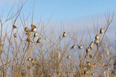 Gün ışığı. Bir sürü dalı olan büyük bir çalı. Bir sürü gri serçeleri var. Rengi var..